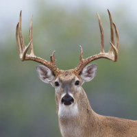 Texas Whitetail vs. Axis: A Tale of Two Texas Deer