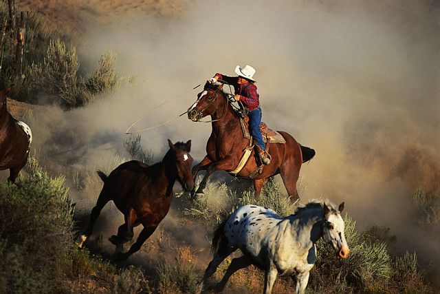 cattle drive