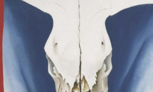 cows skull