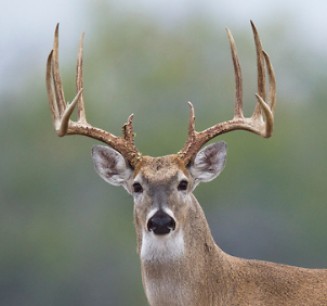 Texas whitetail buck